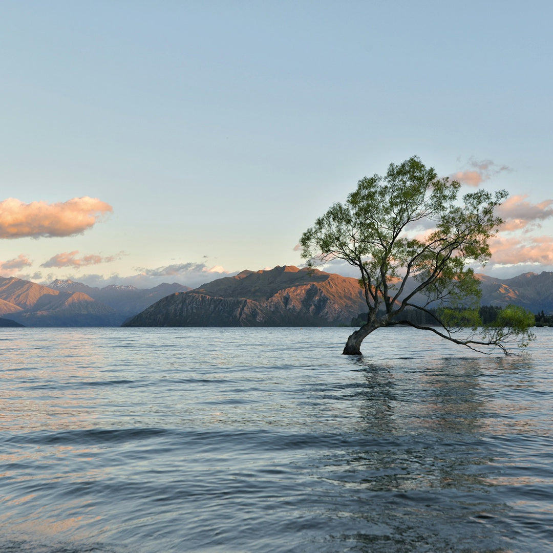 The Sacred Botanicals of New Zealand: How Manuka Honey & Kiwi Seed Oil Transform Your Skincare Ritual